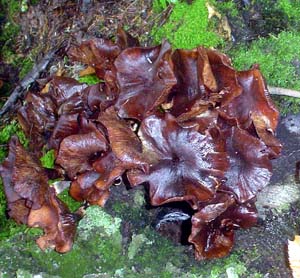 Massif des Monts Sutton, mushrooms by Mary-Lou